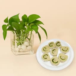 Kaju Cake from Mithas Delicious Sweets with a Money Plant in glass pot 1