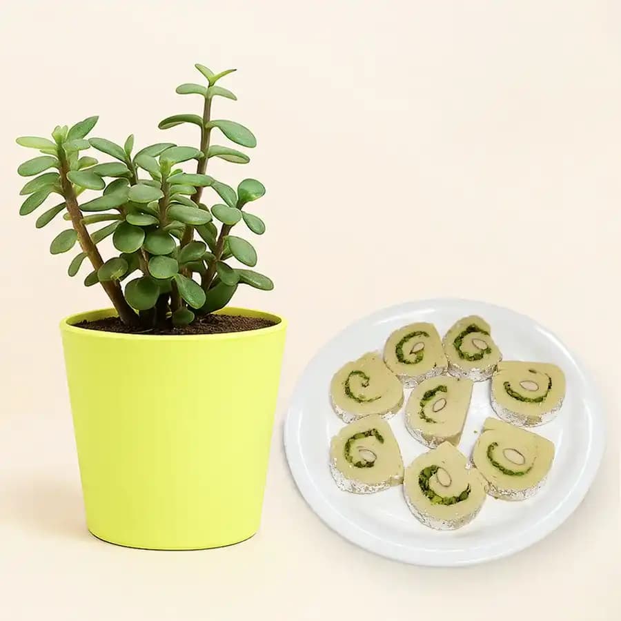 Kaju Cake from Mithas Delicious Sweets with a Jade Plant in plastic pot