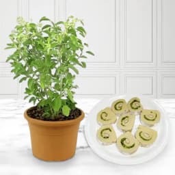 Kaju Cake from Mithas Delicious Sweets with a Tulsi Plant 1