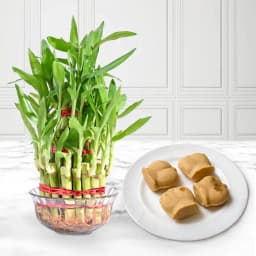 Nolen Gurer Jalbhora from K.C.Das with Lucky Bamboo Plant 1
