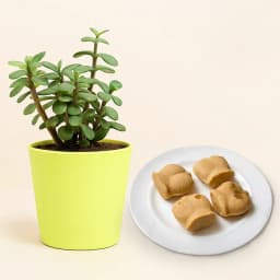 Nolen Gurer Jalbhora from K.C.Das with Jade Plant 1