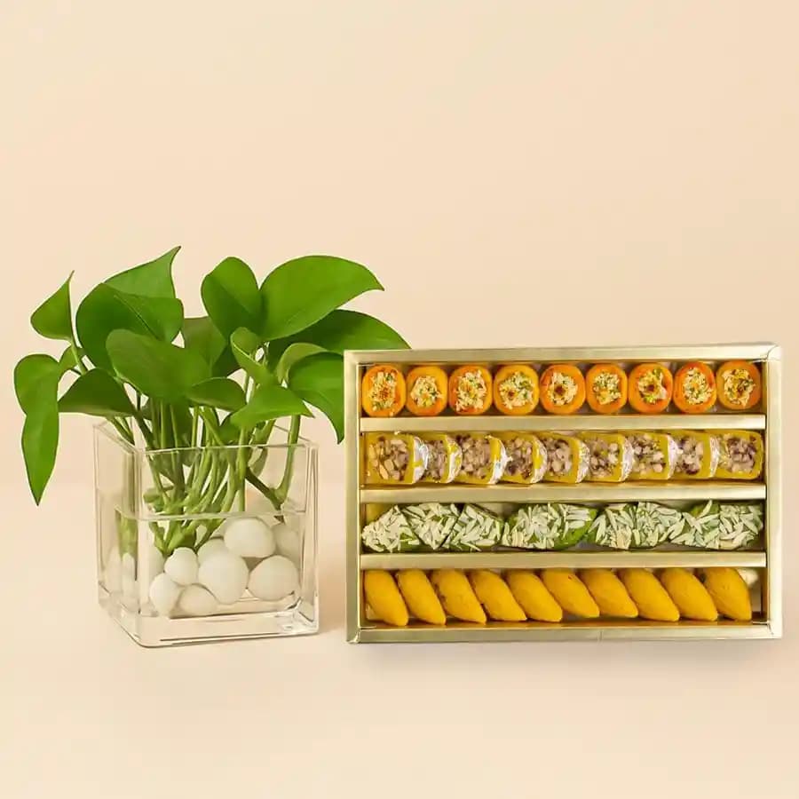 Nutty Elegance with Fortune Plant