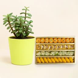 Jade Joy: Cashew Treat and Plant Combo 1