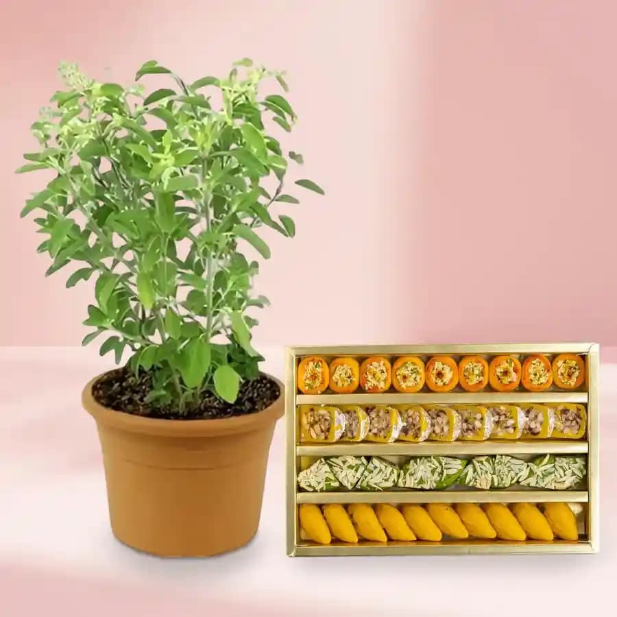 Sangam Sweets Cashew Bliss & Tulsi Gift Duo