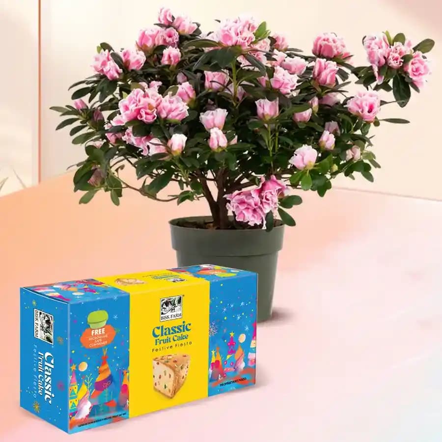Amusing Agelia Flowering Potted Plant N Bisk Farms Classic Fruit Cake