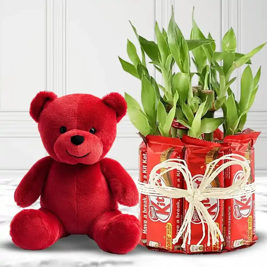 Classy V day Special Gift of Chocolates Teddy n Lucky Bamboo Plant