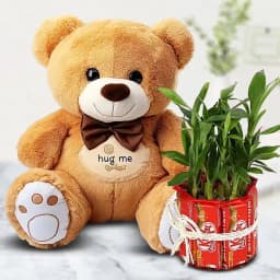 Wonderful Teddy with Chocolate n Lucky Bamboo Plant 1