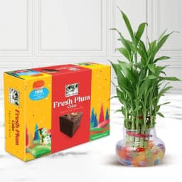 Excellent Xmas Gift of Lucky Bamboo Plant n Plum Cake 1