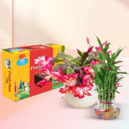 Ideal Xmas Gift of Lucky Bamboo n Cactus Plant n Plum Cake 1