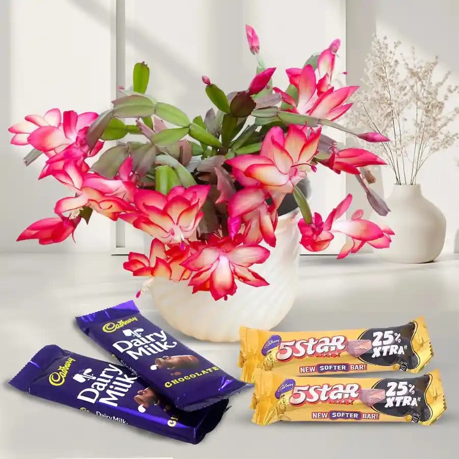 Christmas Gift of Classic Cactus Plant n Assorted Cadbury Chocolates