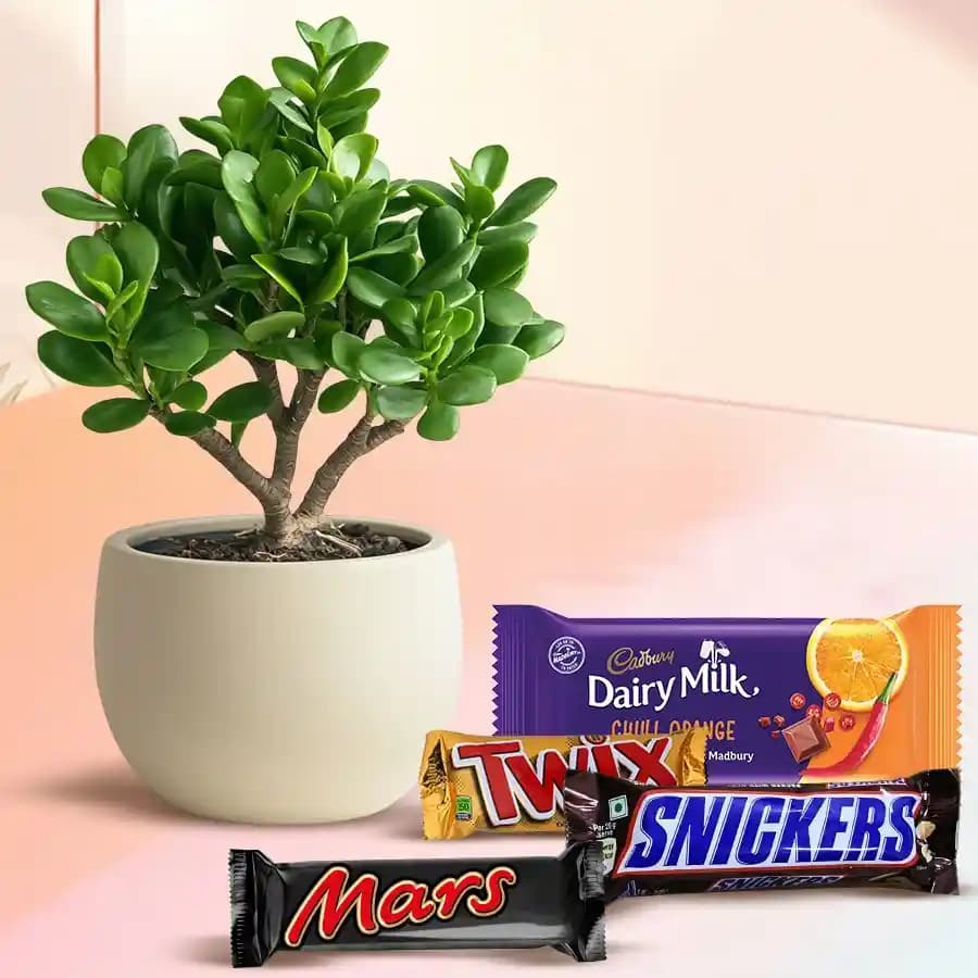 Stunning Xmas Hamper of Jade Plant in Ceramic Pot with Chocolates