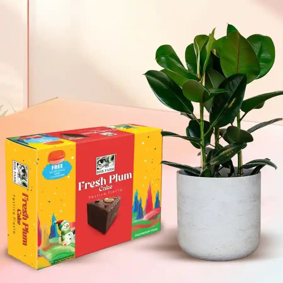 Lovely Xmas Gift of Rubber Fig Live Plant with Plum Cake