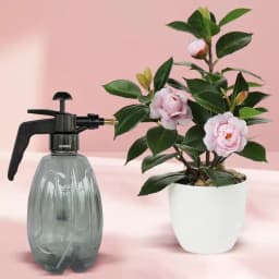 Ideal Xmas Gift of Camellia Flowering Plant with Spray Pump 1
