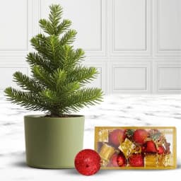 Classy Gift of Live Christmas Tree with Decorative Peices 1