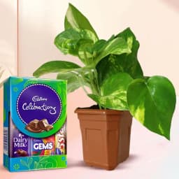 Ambrosial Xmas Gift of Money Plant in Pot with Assorted Cadbury Chocolates 1