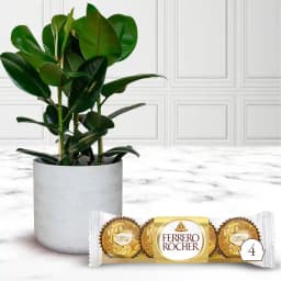Amazing Rubber Fig Plant with Ferrero Rocher Chocolate on Christmas 1