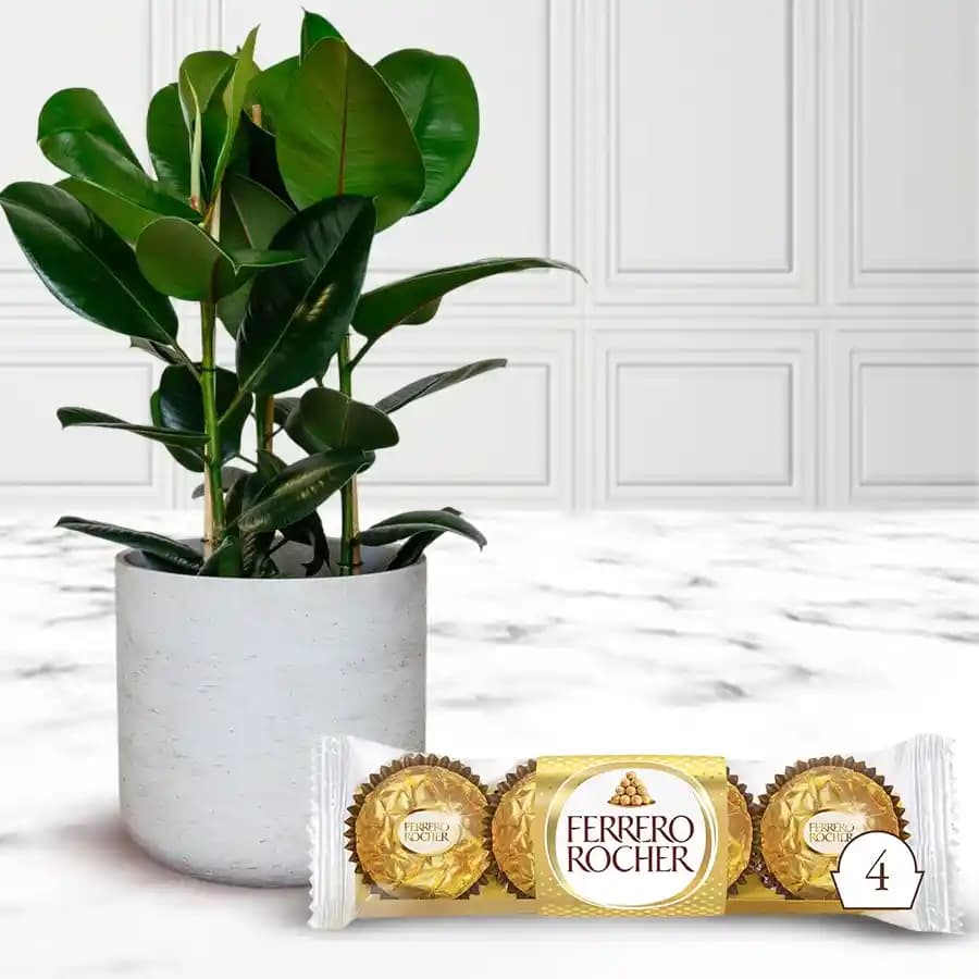 Amazing Rubber Fig Plant with Ferrero Rocher Chocolate on Christmas