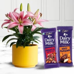 Fancy Xmas Gift of Lily Plant with Cadbury Chocolates 1