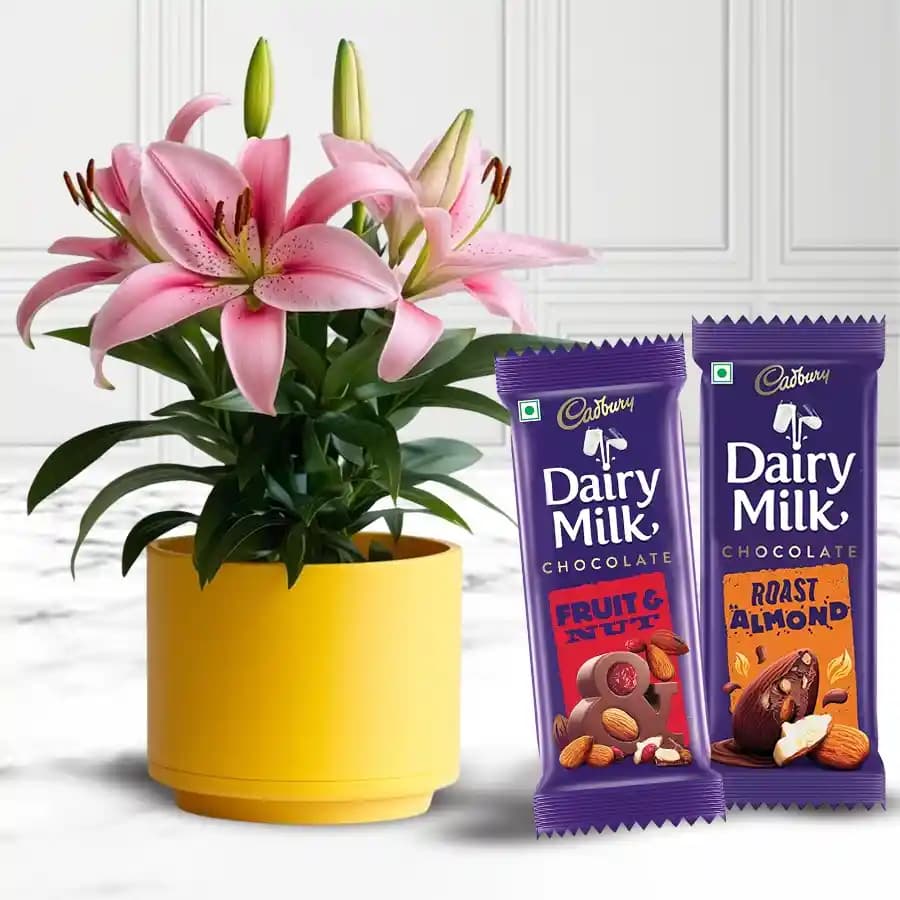 Fancy Xmas Gift of Lily Plant with Cadbury Chocolates