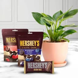 Superb Xmas Gift of Philodendron Plant with Hersheys Chocolates 1
