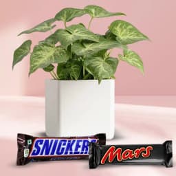 Trendy Xmas Gift of Live Syngonium Plant with Imported Chocolates 1