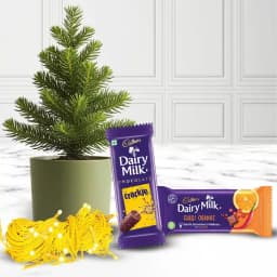 Lovely Gift of a Live Christmas Plant String Lights n Cadbury Chocolates 1