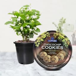 Delightful Gift of Jasmine Plant with Cookies 1