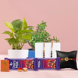 Delicate Jade N Money Plant with Rudraksh N Om Rakhi 1