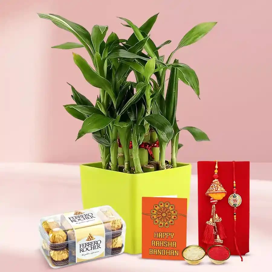 Breathtaking Bamboo Plant N Bhai Bhabhi Rakhi