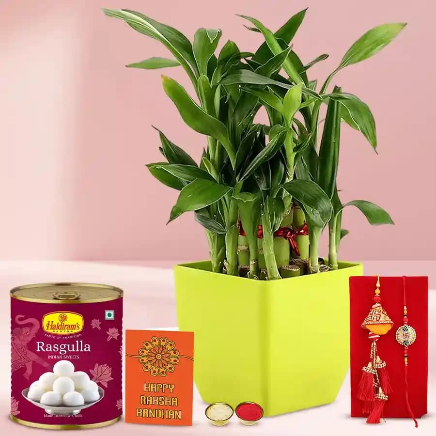 Captivating 2 Tier Bamboo Plant N Bhaiya Bhabhi Rakhi