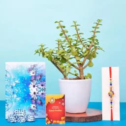 Kundan Rakhi Choco n Jade Plant Combo 1