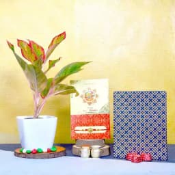 Kundan Rakhi Aglaonema Plant Choco Combo 1