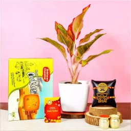 Aglaonema Bhai Rakhi n Cookies Combo 1