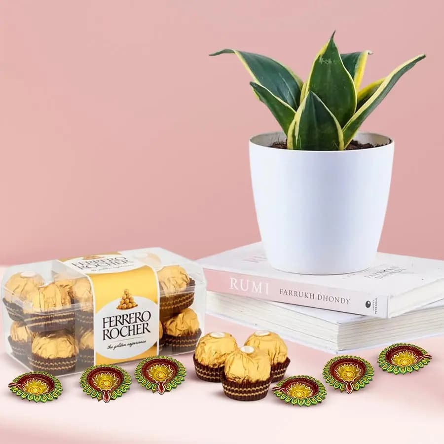 Combo of Milt Sansevieria in Plastic Pot Ferrero Rocher N Diya