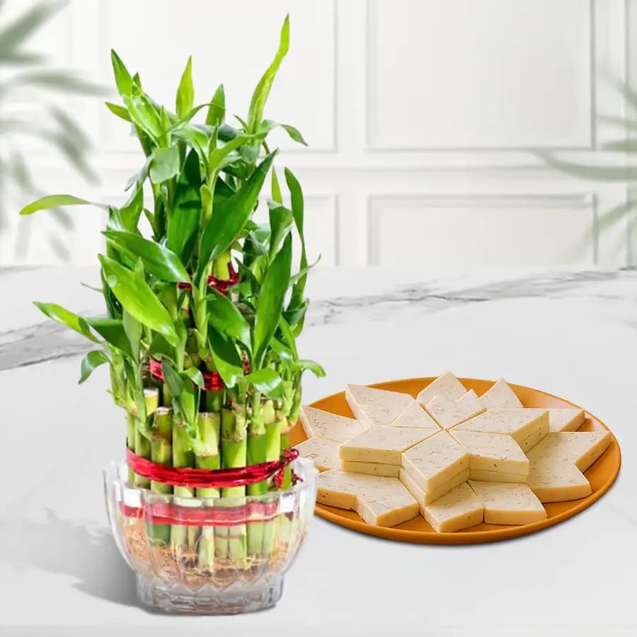 Delightful Treat with Lucky Bamboo