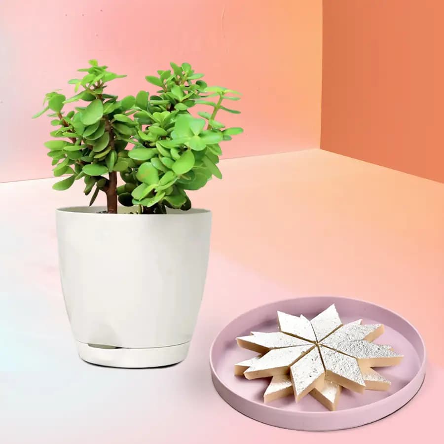 Kaju Katli Delight with Jade Greenery