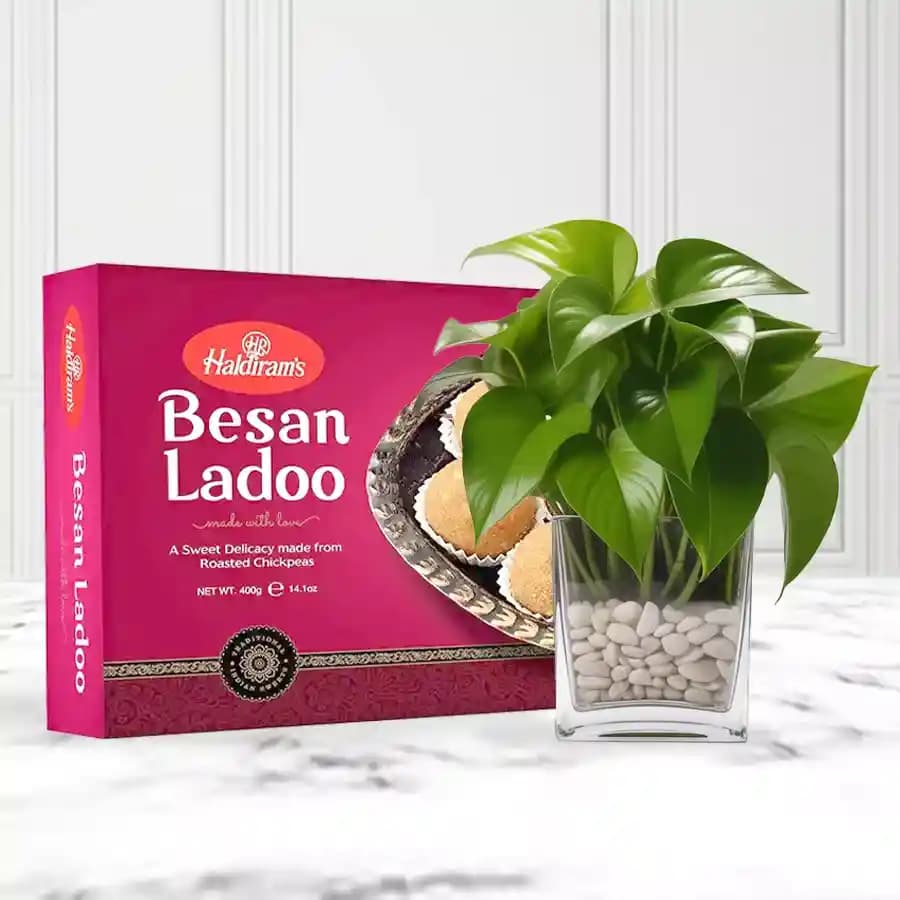 Besan Ladoo with a Money Plant in Glass Pot