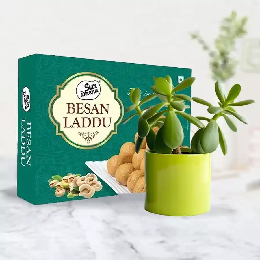Besan Ladoo with a Jade Plant in Plastic Pot