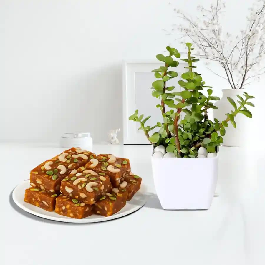 Jade Plant and Kaju King Halwa Delight