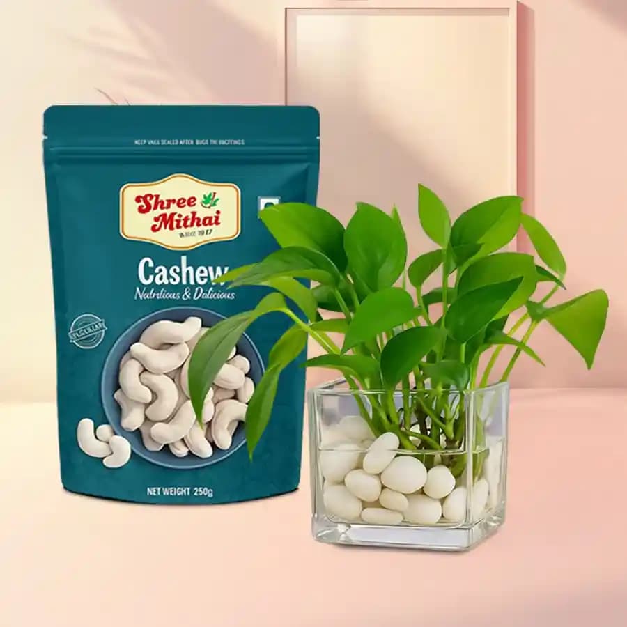 Kaju King from Shree Mithai with Money Plant in glass pot