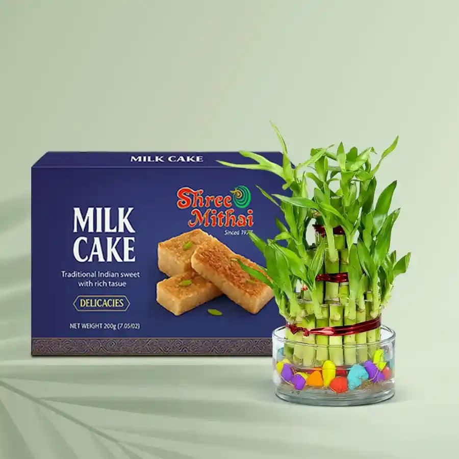 Milk Cake from Shree Mithai with Lucky Bamboo Plant