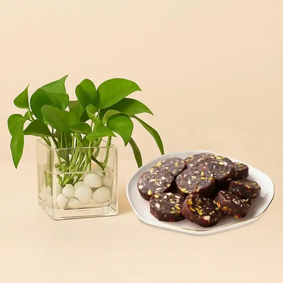 Dry Fruit Dates Roll from Shree Mithai with Money Plant in Glass Pot
