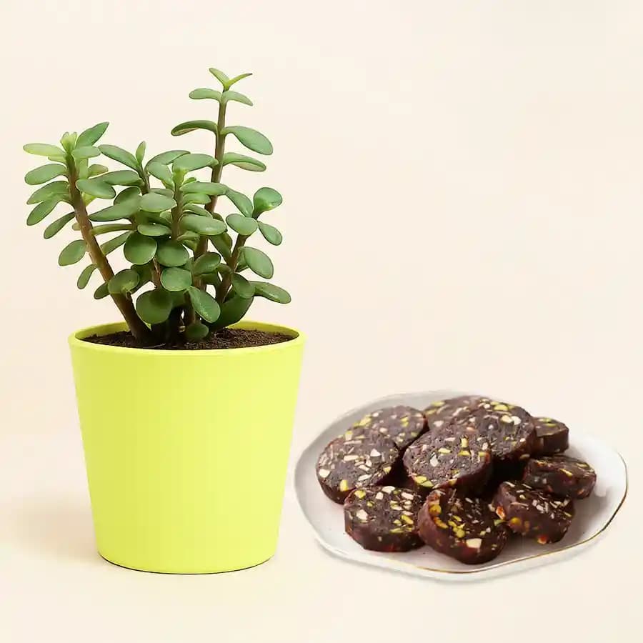 Dry Fruit Dates Roll from Shree Mithai with Jade Plant in Plastic Pot