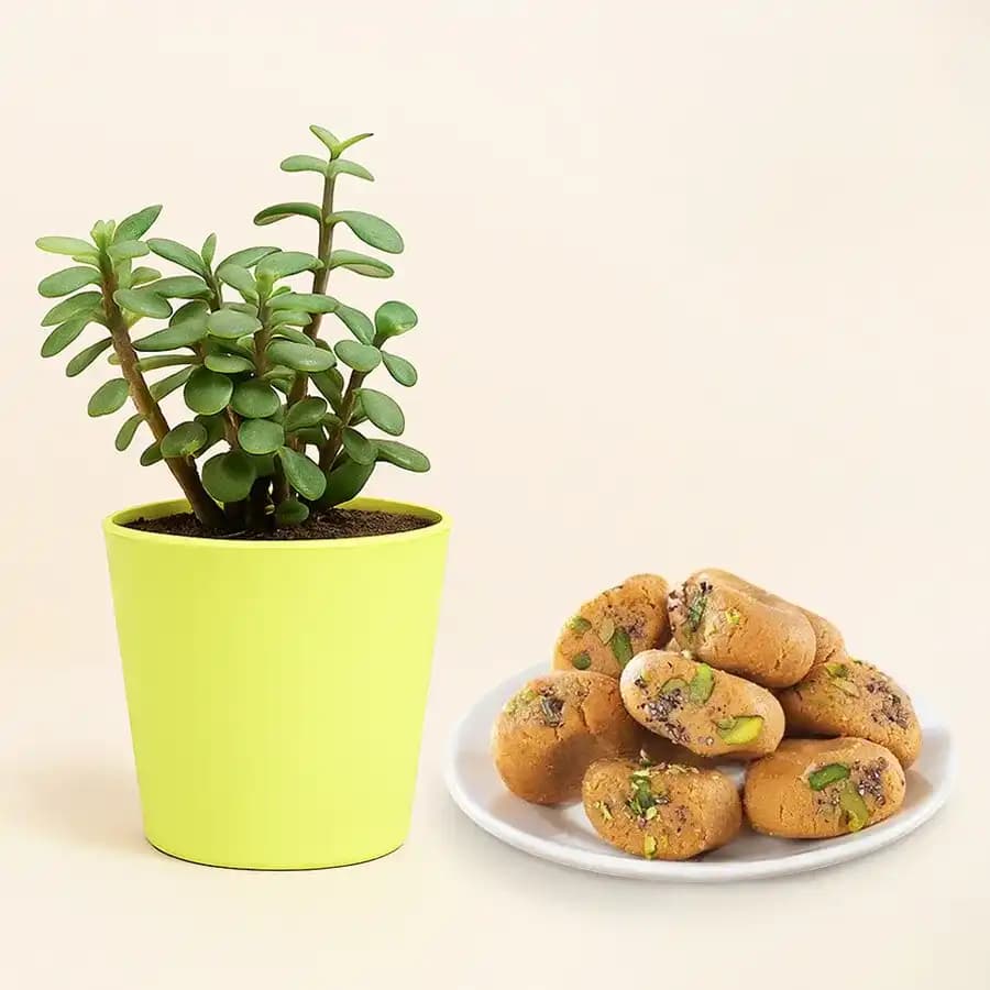Sweetness & Serenity: Mathura Peda with Mini Jade