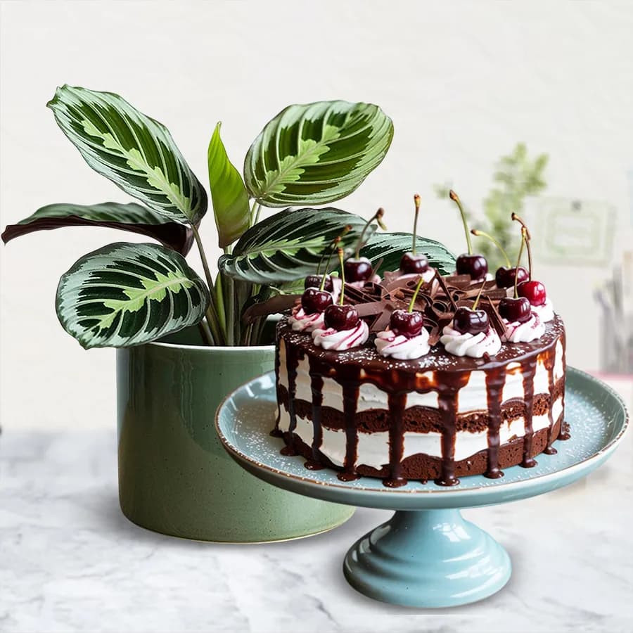 Attractive Maranta Prayer Indoor Plant with Black Forest Cake