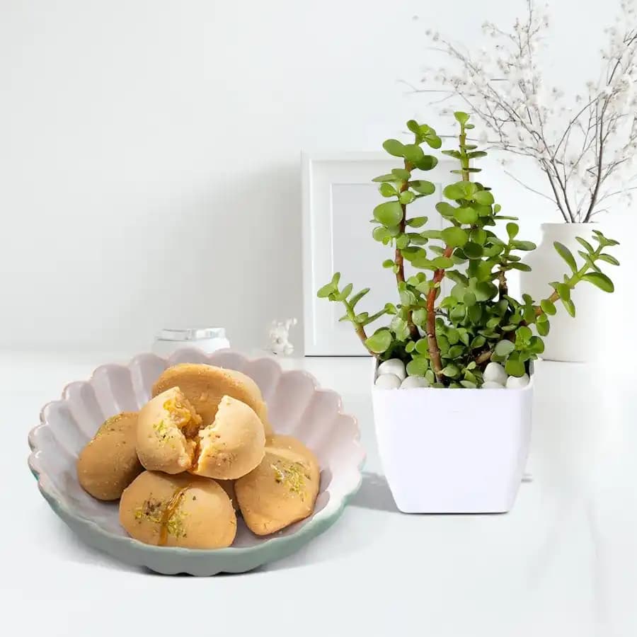 Jolbhora Sandesh from Balaram Mullick with a Jade Plant