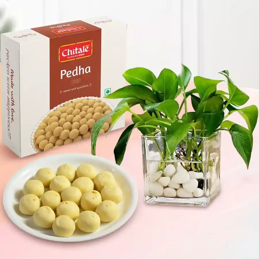 Sakhari Pedha from Chitale Bandhu Mithaiwale with a Money Plant in Glass Pot
