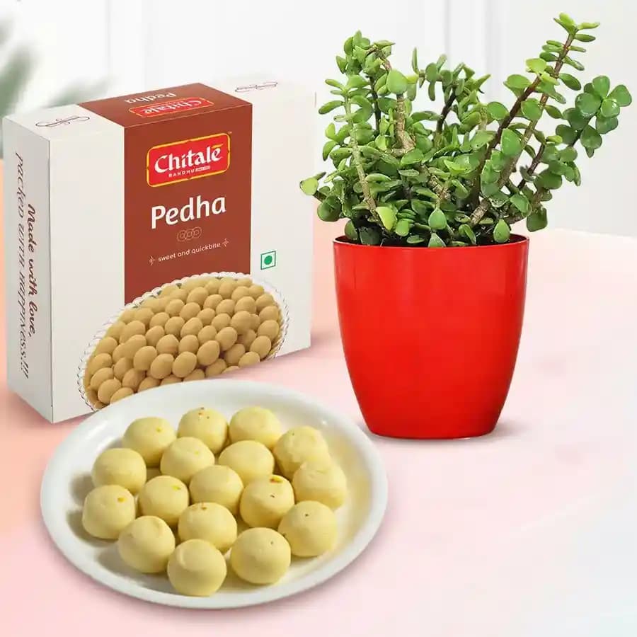 Sakhari Pedha from Chitale Bandhu Mithaiwale with a Jade Plant in Plastic Pot