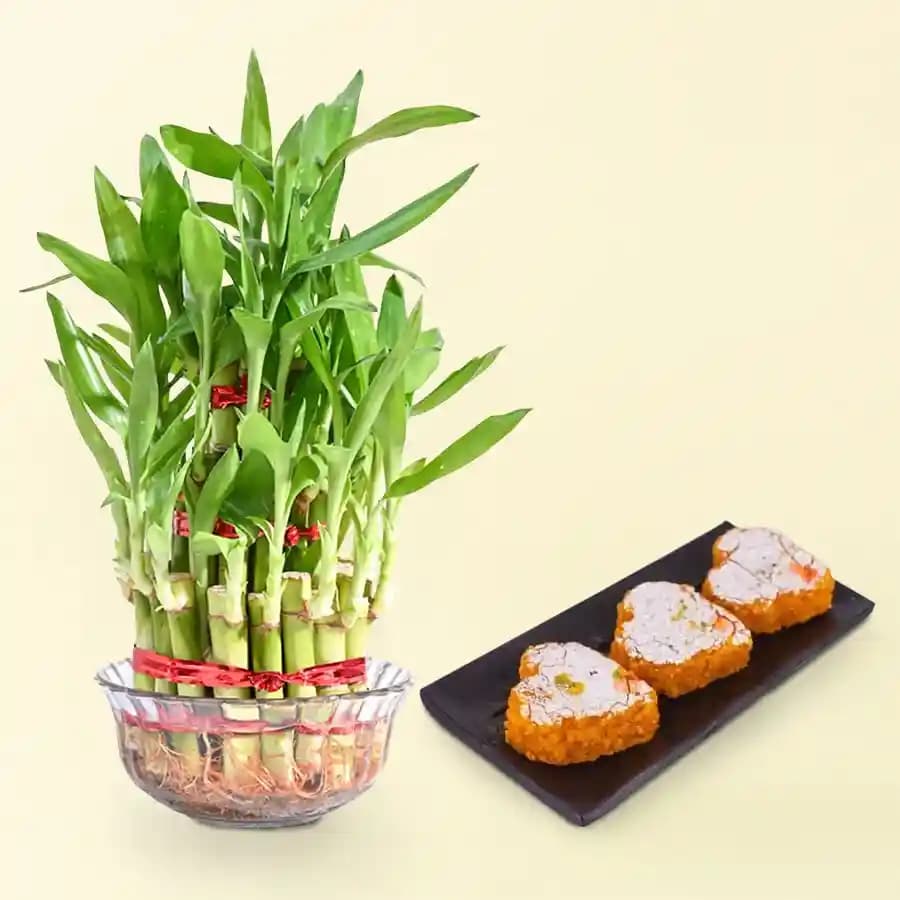 Motipaan from Ganguram with Lucky Bamboo Plant