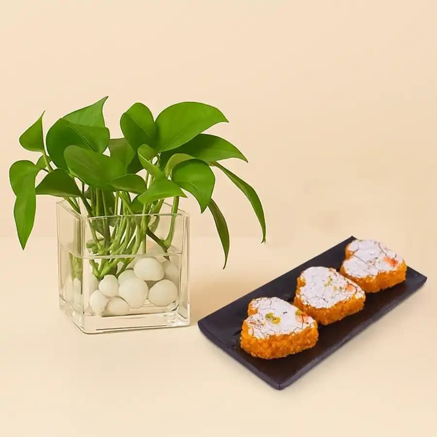 Motipaan from Ganguram with Money Plant